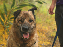 LUNA, Hund, Mischlingshund in Spanien - Bild 1