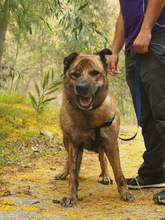 LUNA, Hund, Mischlingshund in Spanien - Bild 10