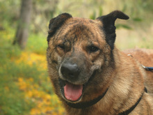 LUNA, Hund, Mischlingshund in Spanien - Bild 11