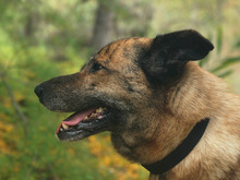 LUNA, Hund, Mischlingshund in Spanien - Bild 12