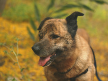 LUNA, Hund, Mischlingshund in Spanien - Bild 13