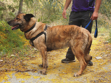 LUNA, Hund, Mischlingshund in Spanien - Bild 16