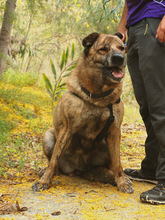 LUNA, Hund, Mischlingshund in Spanien - Bild 17
