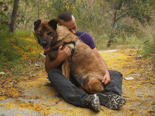 LUNA, Hund, Mischlingshund in Spanien - Bild 3