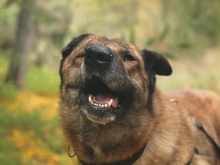 LUNA, Hund, Mischlingshund in Spanien - Bild 8