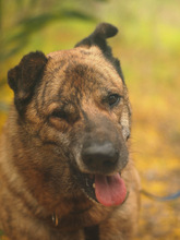 LUNA, Hund, Mischlingshund in Spanien - Bild 9