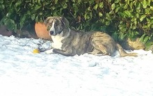 MILO, Hund, Mischlingshund in Schleswig - Bild 14