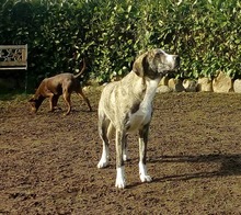 MILO, Hund, Mischlingshund in Schleswig - Bild 5