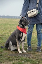 MAJA, Hund, Mischlingshund in Berlin - Bild 2
