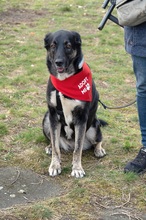 MAJA, Hund, Mischlingshund in Berlin - Bild 3