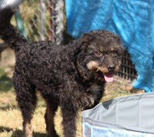 WATSON, Hund, Mischlingshund in Ungarn - Bild 3