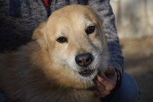 VILI, Hund, Mischlingshund in Vereinigte Staaten von Amerika - Bild 10