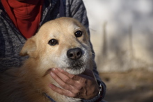 VILI, Hund, Mischlingshund in Vereinigte Staaten von Amerika - Bild 4