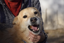 VILI, Hund, Mischlingshund in Vereinigte Staaten von Amerika - Bild 6