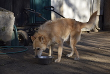 VILI, Hund, Mischlingshund in Vereinigte Staaten von Amerika - Bild 7
