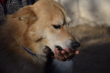 VILI, Hund, Mischlingshund in Vereinigte Staaten von Amerika - Bild 9