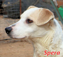 SPERA, Hund, Mischlingshund in Italien - Bild 1