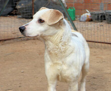 SPERA, Hund, Mischlingshund in Italien - Bild 3