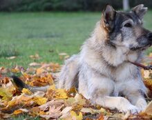 ESMA, Hund, Mischlingshund in Rhens - Bild 2