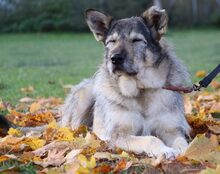 ESMA, Hund, Mischlingshund in Rhens - Bild 4