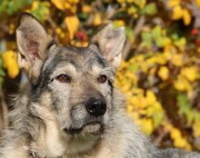 ESMA, Hund, Mischlingshund in Rhens - Bild 6