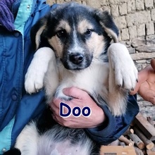 DOO, Hund, Mischlingshund in Bulgarien - Bild 1