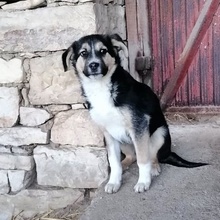DOO, Hund, Mischlingshund in Bulgarien - Bild 3