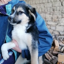 DOO, Hund, Mischlingshund in Bulgarien - Bild 4