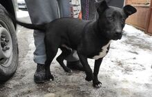 TYSON, Hund, Mischlingshund in Slowakische Republik - Bild 8