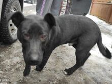 TYSON, Hund, Mischlingshund in Slowakische Republik - Bild 9