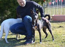 DIANA, Hund, Mischlingshund in Lindau - Bild 4