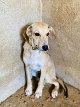 LENY, Hund, Mischlingshund in Griechenland - Bild 3