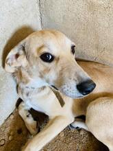 LENY, Hund, Mischlingshund in Griechenland - Bild 4