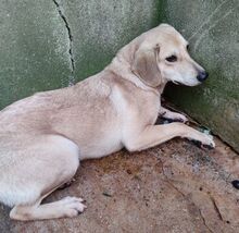 LENY, Hund, Mischlingshund in Griechenland - Bild 5