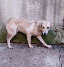 LENY, Hund, Mischlingshund in Griechenland - Bild 6