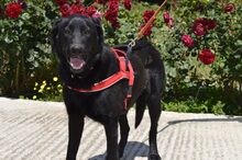 ALIKI, Hund, Mischlingshund in Griechenland - Bild 8