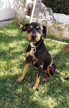TINKERBELL, Hund, Mischlingshund in Griechenland - Bild 6