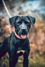 AXEL, Hund, Mischlingshund in Slowakische Republik - Bild 1