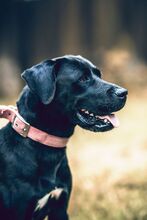 AXEL, Hund, Mischlingshund in Slowakische Republik - Bild 2