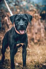 AXEL, Hund, Mischlingshund in Slowakische Republik - Bild 3