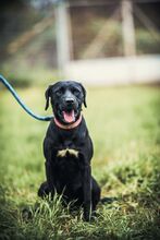 AXEL, Hund, Mischlingshund in Slowakische Republik - Bild 5