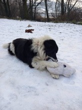 WOODY, Hund, Mischlingshund in Slowakische Republik - Bild 10