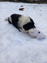 WOODY, Hund, Mischlingshund in Slowakische Republik - Bild 11