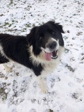 WOODY, Hund, Mischlingshund in Slowakische Republik - Bild 2