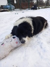 WOODY, Hund, Mischlingshund in Slowakische Republik - Bild 4