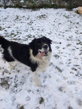 WOODY, Hund, Mischlingshund in Slowakische Republik - Bild 8