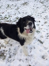 WOODY, Hund, Mischlingshund in Slowakische Republik - Bild 9