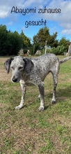 ABAYOMI, Hund, Mischlingshund in Rosenow - Bild 1