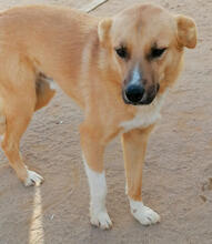 TINTIM, Hund, Mischlingshund in Portugal - Bild 1