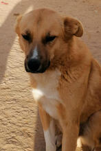 TINTIM, Hund, Mischlingshund in Portugal - Bild 2